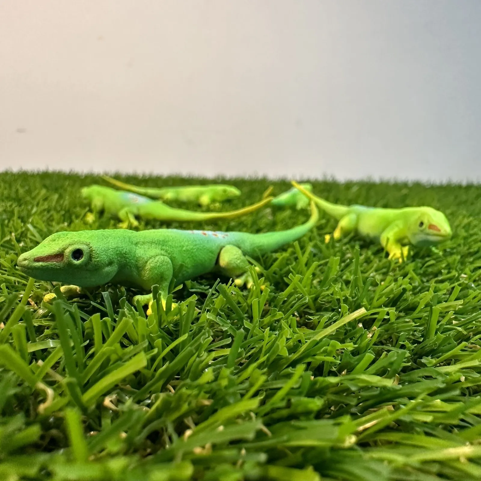 Realistic Lizard Replica, photo 4