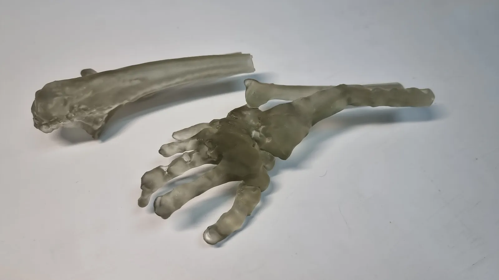 The clear resin bone model on a white table: a forearm bone lying beside the hand, with its wrist bones and fingers