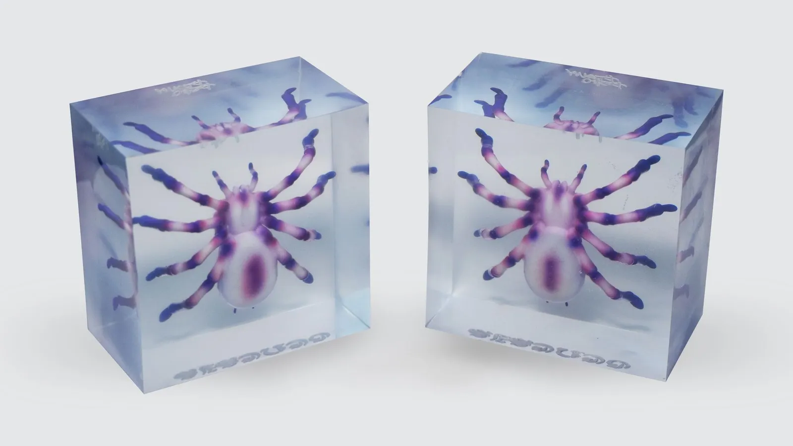 Two finished clear resin blocks side by side, each holding a purple and pink tarantula with its legs spread
