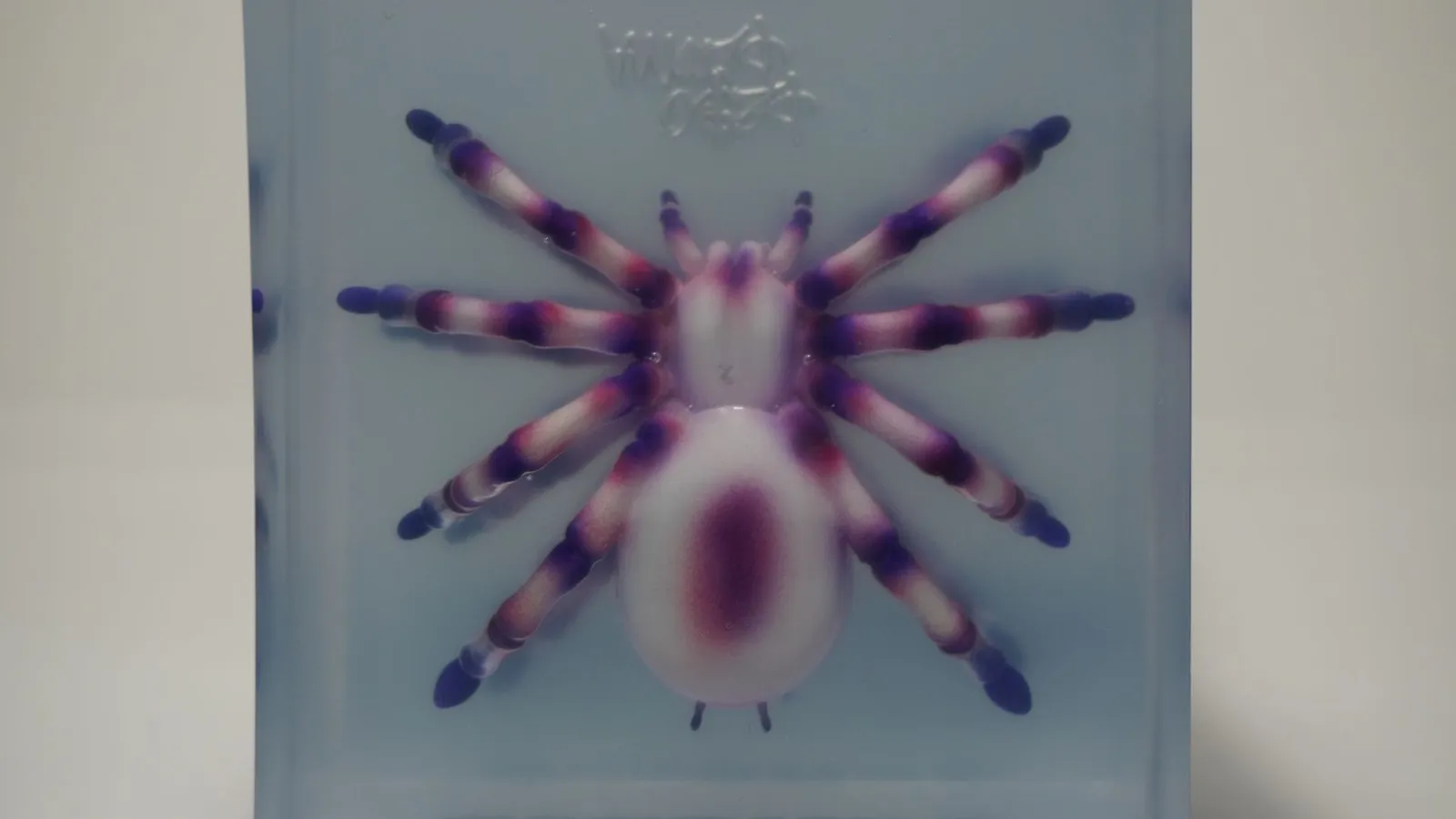 Close-up of a resin block from above: the tarantula's back with a dark red marking and purple and pink banded legs