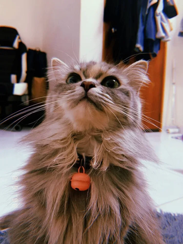 Tiara & Lilo